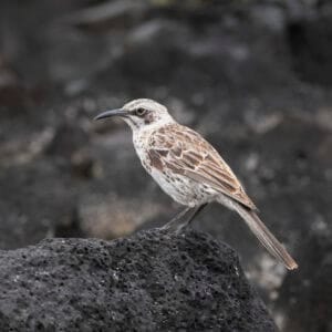Galapagos Islands