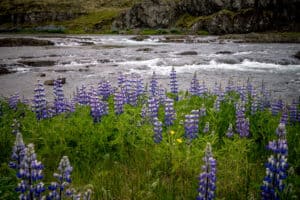 IJSLAND