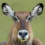 Waterbok