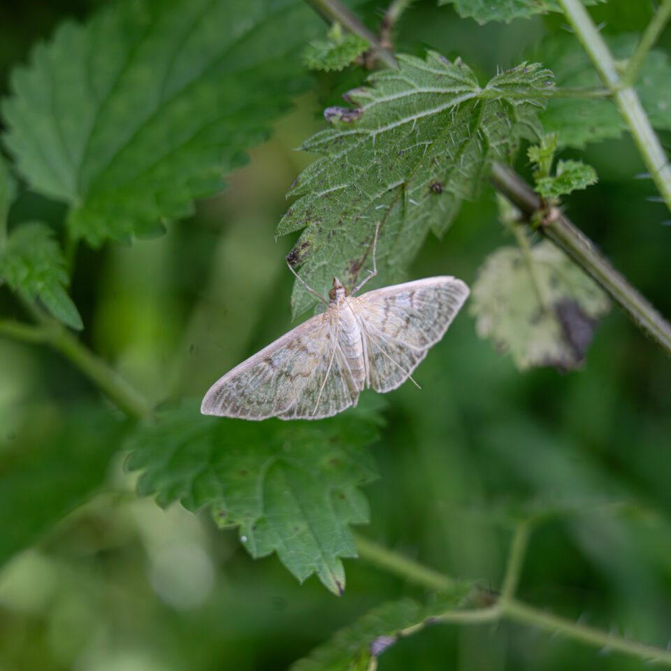 parelmoermot, netelmot, brandnetelmot