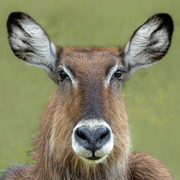Waterbok